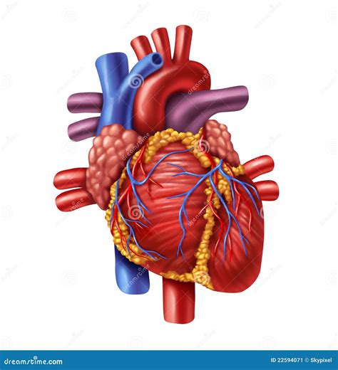 picture of human heart.